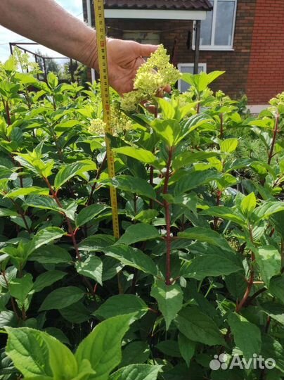 Гортензия саженцы оптом