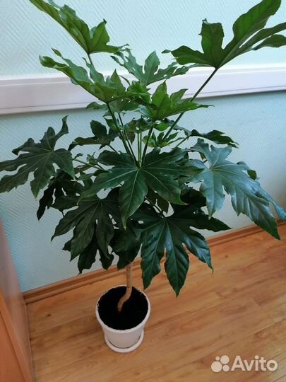 Японская Фатсия (пальма) 1 метр без горшка