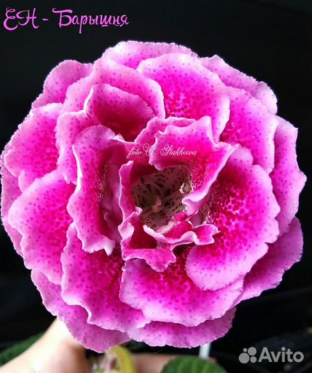 Глоксиния махровая