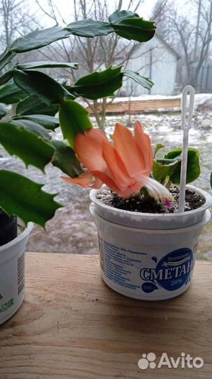 Комнатные цветы