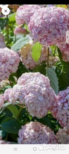 Дейция,Гортензии, хосты