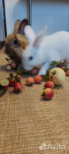 Сдать в аренду животное