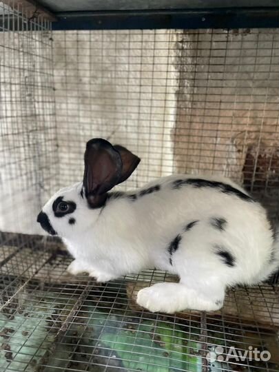 Кролики мясных пород великаны