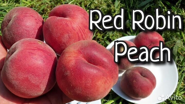 Саженцы персика Рэд Робин / Red Robine