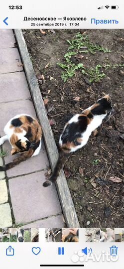 Котята крысоловки