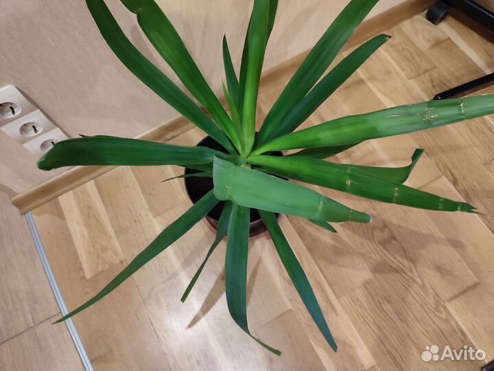 Пальма юкка