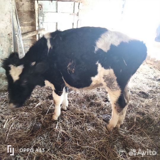 Бычки и быки на мясо