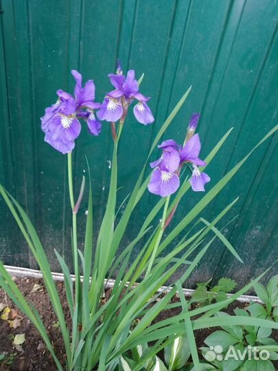 Многолетние растения, гейхера, кореопсис, энотера