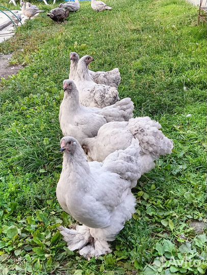 Инкубационное яйцо кур Брама Лаванда