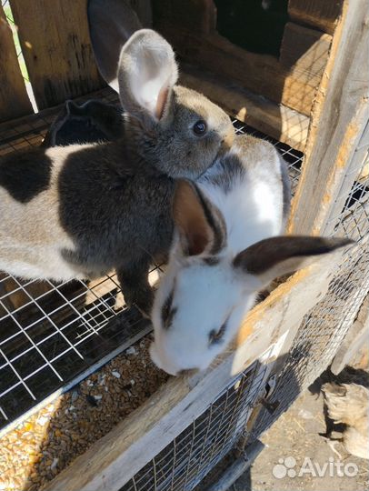 Овцы, ягнята, кролики