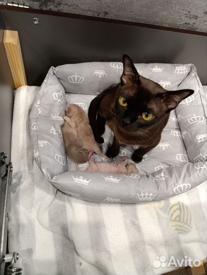 Бурманские котята