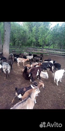 Овцы, ягнята, дойные козы