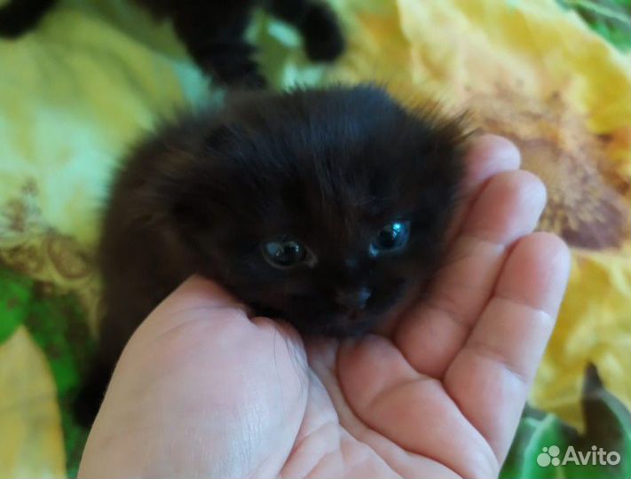 Котята в добрые руки бесплатно