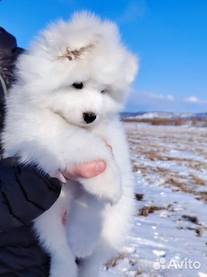 Самоед