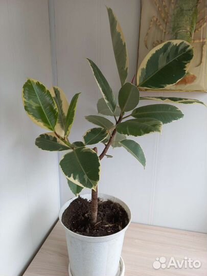 Фикус вариегатный тинеке