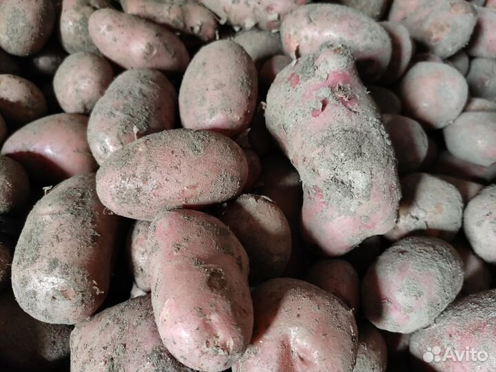 Продаëм картофель