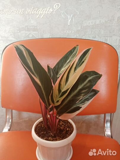 Маранта триколор