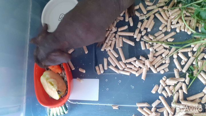 Морская свинка скинни