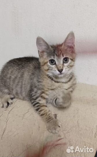 Котёнок, трехцветная девочка, 5 мес