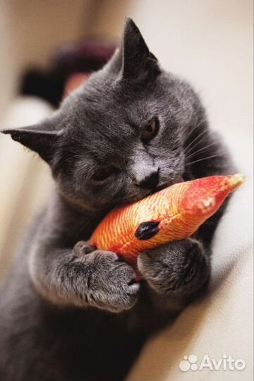 Русская голубая кошка