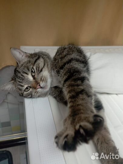 Молодая кошечка