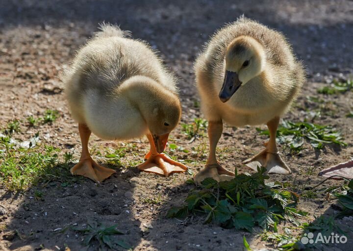 Гусята, цесарята