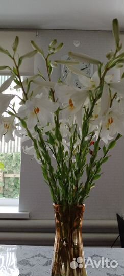 Лилия белая кандидум луковицы