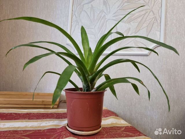 Комнатные цветы. Бромелиевые. Гузмания (желтая)