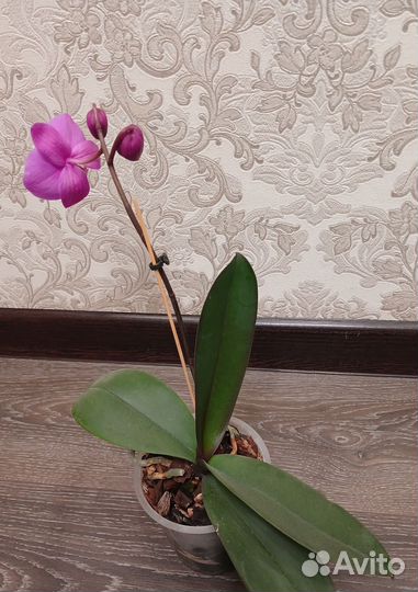 Орхидея фаленопсис