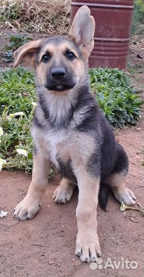 Щенки восточноевропейской овчарки