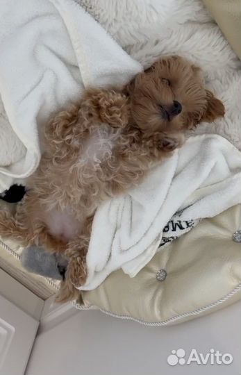 Мальтипу f1 micro размер premium collection ай