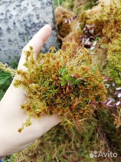 Мох сфагнум сухой