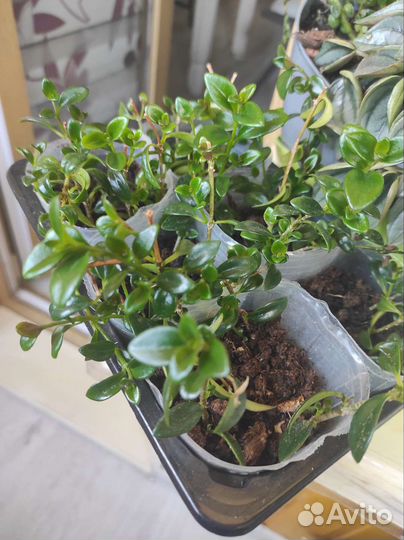 Нематантус Ветстайна (Nematanthus wettsteinii)