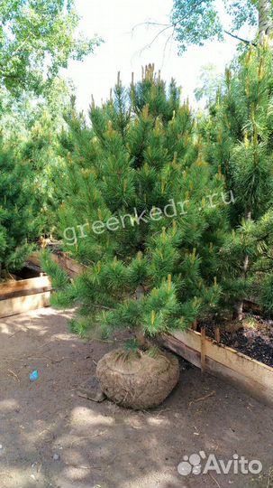 Саженцы Кедр 180-220 см