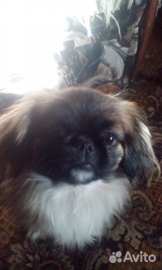 Пекинесики