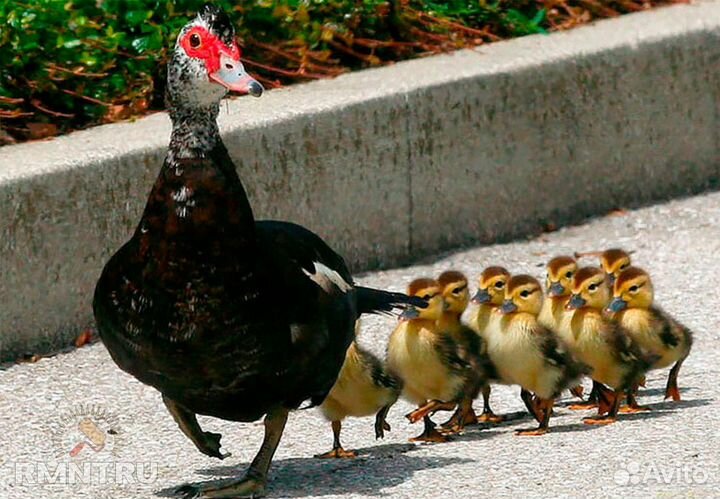 Утята индоутки