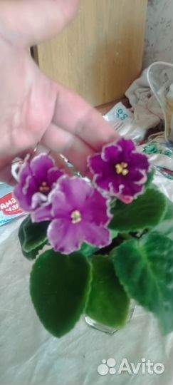 Фиалки сортовые