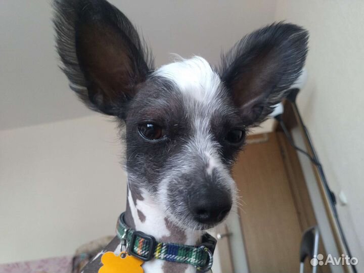 Собака для фотосессии