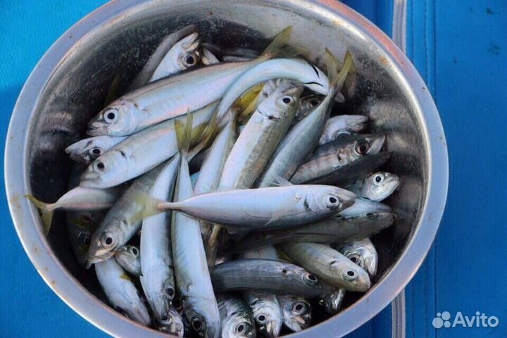 Яхты Рыбалка Джиппинг Экскурсии Дайвинг