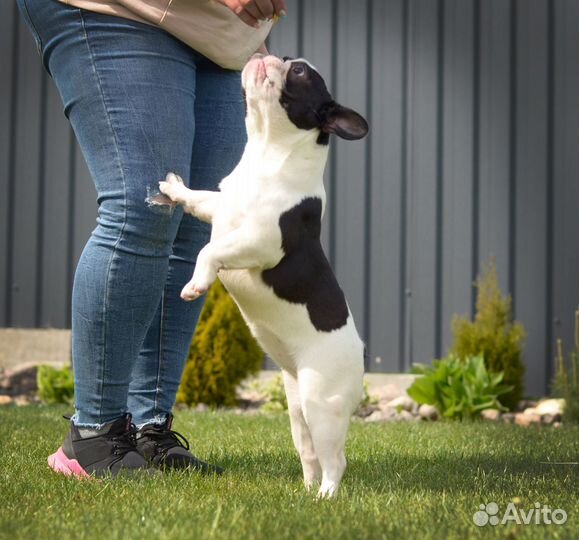 Девочка французского бульдога