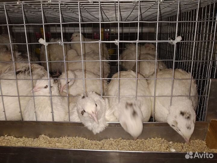 Перепела, инкубационное яйцо