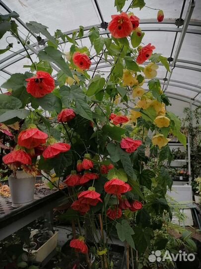 Абутилон Фрейя