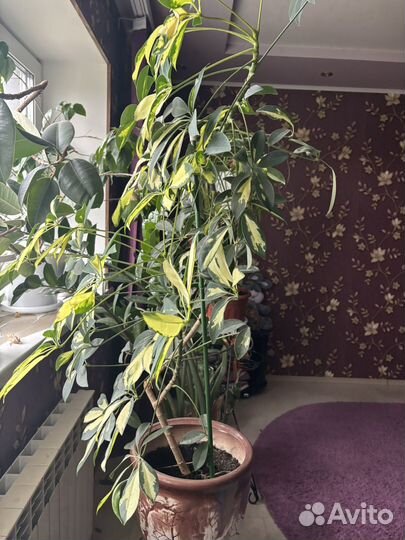 Шефлера крупномер