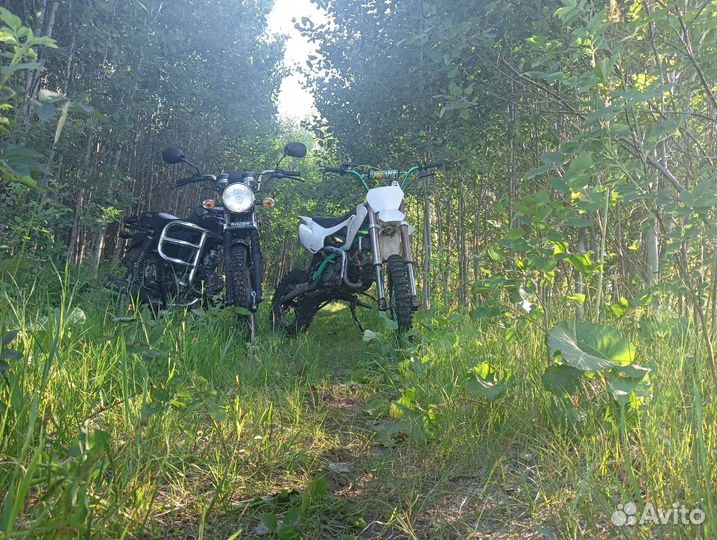 Альфа Рейсер