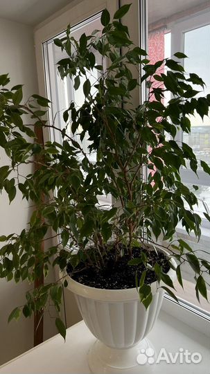 Фикус бенджамина