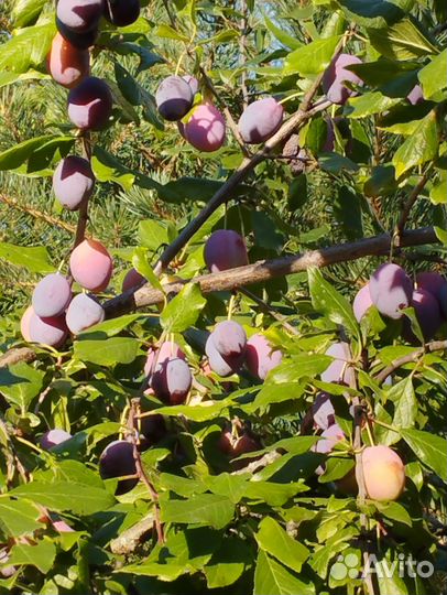 Саженцы плодовых деревьев