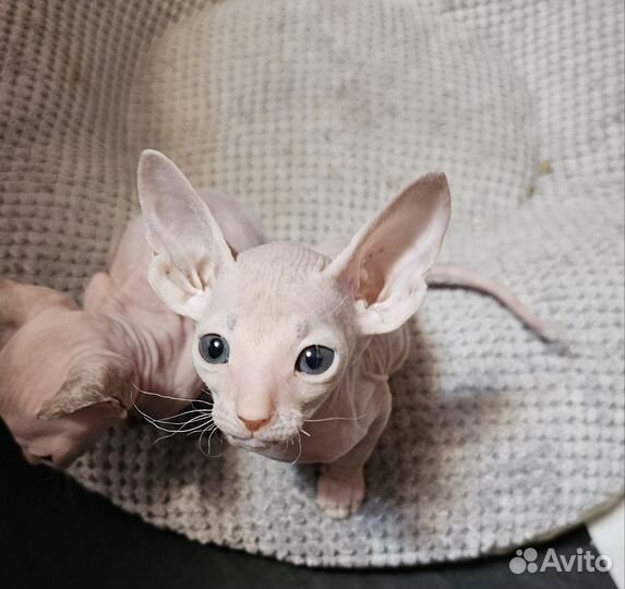 Петерболд, ориентал