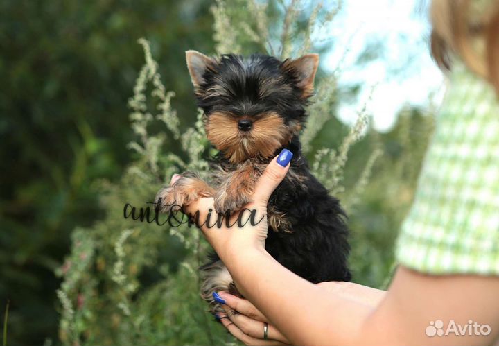 Мини девочки