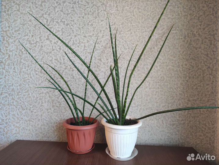 Сансевьерия, остролистная. Грациозная