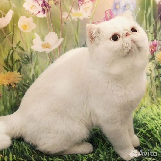 Вязка с экзотом